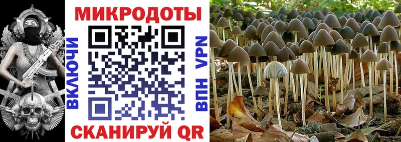 Галлюциногенные грибы Psilocybe  Лермонтов 